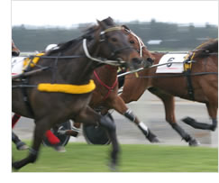 Stopover in Hong Kong - Horse Racing